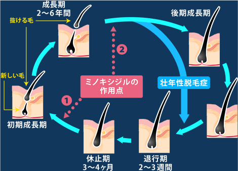 ヘアサイクルとミノキシジルの作用