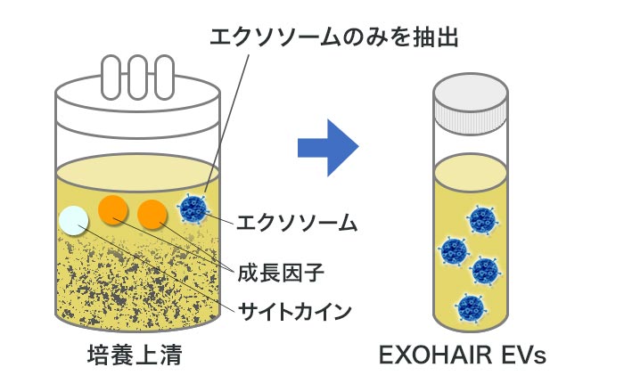 培養上清からエクソソームのみを抽出