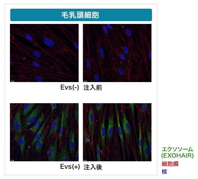 毛乳頭細胞の核への浸透状況